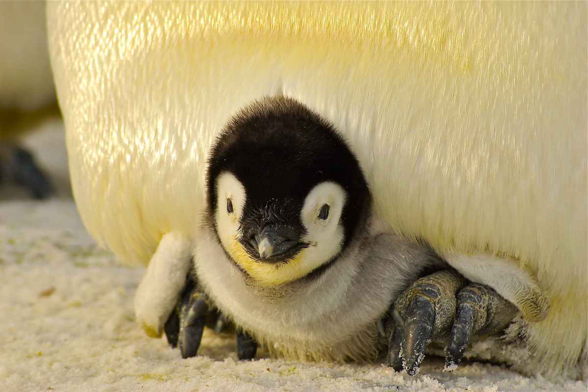 Skrivkramp och pingviner